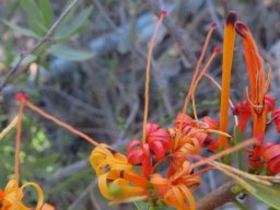 Moquiniella rubra colours of the coiled corolla lobes